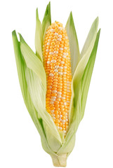 corn ear isolated on a white background