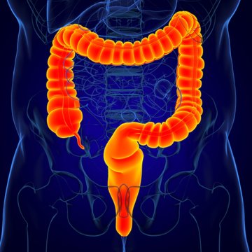 Large Intestine 3D Illustration Human Digestive System Anatomy