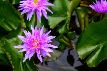 purple lotus yellow petal with abstarct lotus leaves pattern green  background