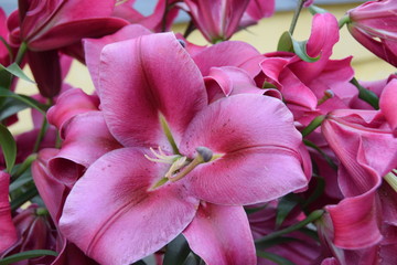 Fototapeta na wymiar pink lily