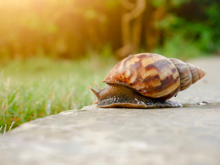 Closeup snail crawling Forward in the morning Sun blur Garden Background
