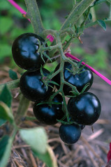 Brunch of black tomato growing in the garden.