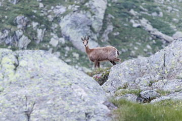 isard