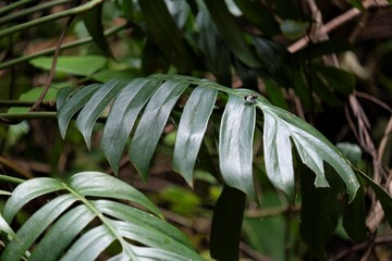 Monstera deliciosa, also known as the Swiss Cheese plant