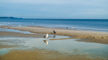 Fototapeta na wymiar Möwen am Strand des polnischen Seebad Swinemünde. Seagulls on the beach of the Polish seaside resort of Świnoujście