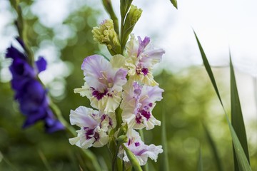 Close up view of colorful  gladiolus flower isolated on backgrounds. Beautiful backgrounds.