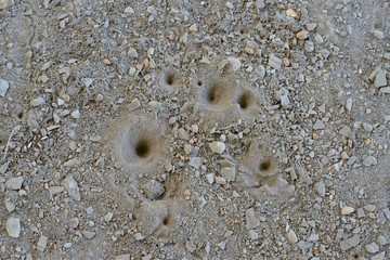 Sand pit trap of an antlion