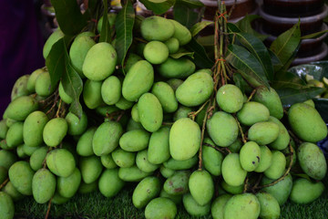 Mango fruit (MANGIFERA INDICA )