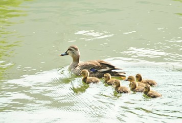 カルガモの親子