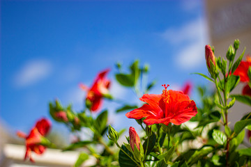 sicilian hibiscus facing the shining sun 