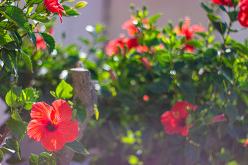 sicilian hibiscus facing the shining sun 