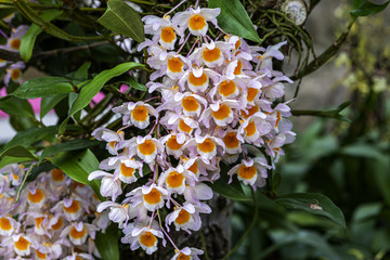 Beautiful shot of the flowers from an orchid called Dendrobium