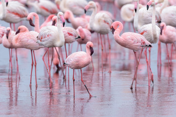 Greater flamingo (Phoenicopterus roseus) and lesser flamingo (Phoeniconaias minor)