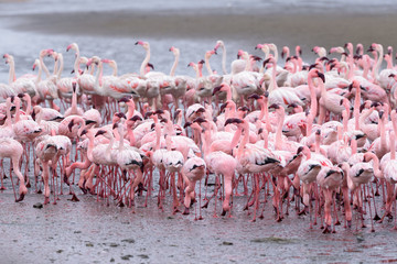 Obraz premium Greater flamingo (Phoenicopterus roseus) and lesser flamingo (Phoeniconaias minor) foraging.