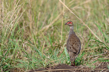 Red-necked spurfowl (Pternistis afer cranchii) habitat