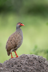 Red-necked spurfowl (Pternistis afer cranchii) vertical portrait
