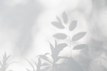 Leaves shadow and light on wall background. Natural leaves tree branch and plant shadows with sunlight dappled on white concrete wall texture
