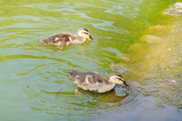 カルガモのヒナ