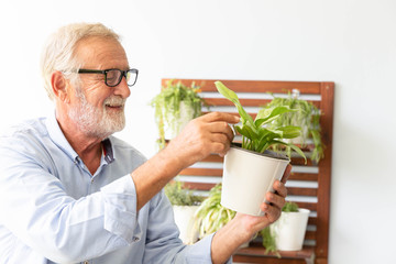 Senior retirement man is taking care of his small plant while relax at home