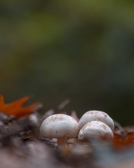 Mushroom macro photo, autumn photography