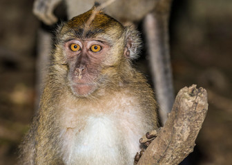 Crab-eating (long-tailed) Macaques (Macaca fascicularis) grooming each other above Kinabatangan...
