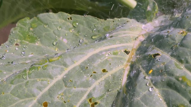 Droplets of water coming from the hose in Estonia.4K