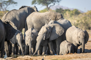 Herd of elephants drinking from a small waterhole in Savuti in Botswana
