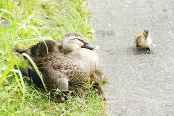 カルガモの親子
