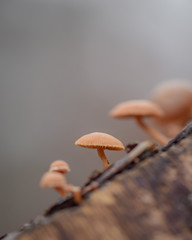 Mushroom macro photo, autumn photography