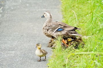 カルガモの親子