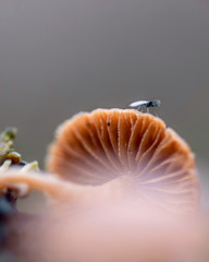 Mushroom macro photo, autumn photography