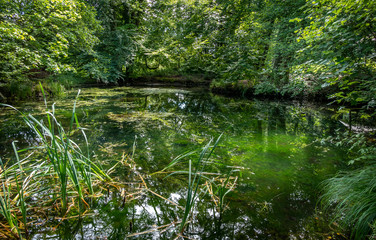 Teich im Wald, Bernried, Bayern, Deutschland