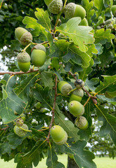 Stieleichel (Quercus robur)