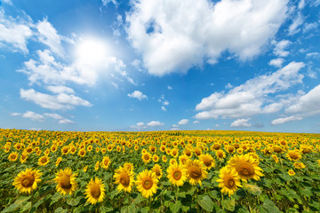 Fototapeta premium Beautiful day over sunflowers field