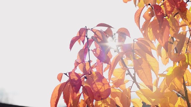 branch with autumn red and yellow cherry leaves on sky background, close up full HD stock video footage in real-time with copy space