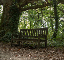 Wooden bench in botanical garden