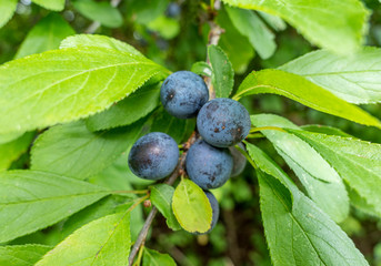 Früchte des Schwarzdorn (Prunus spinosa)