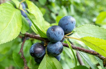 Fr&uuml;chte des Schwarzdorn (Prunus spinosa)