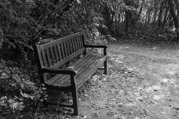 Wooden bench in botanical garden