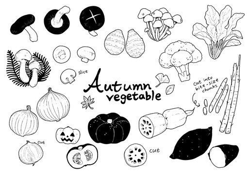 Autumn vegetables set black and white.