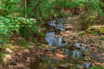 River in the botanical garden