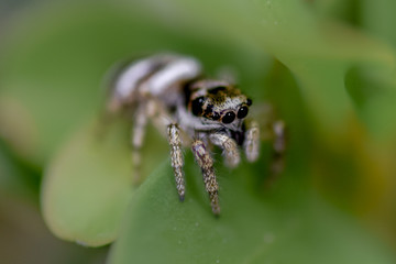 Tiny spider detailed macro photo