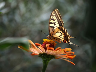 Fototapeta na wymiar yellow butterfly on flower
