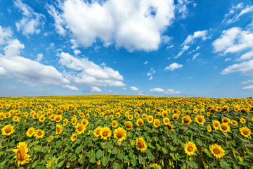 Beautiful day over sunflowers field