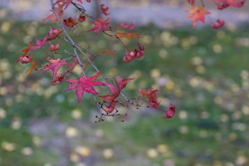Shimogamo Shrine's autumn leaves, Shimogamo, Sakyo Ward, Kyoto City, Kyoto Prefecture.