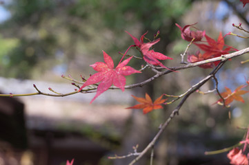 Shimogamo Shrine's autumn leaves, Shimogamo, Sakyo Ward, Kyoto City, Kyoto Prefecture.