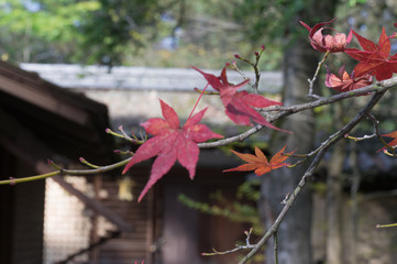 Shimogamo Shrine's autumn leaves, Shimogamo, Sakyo Ward, Kyoto City, Kyoto Prefecture.