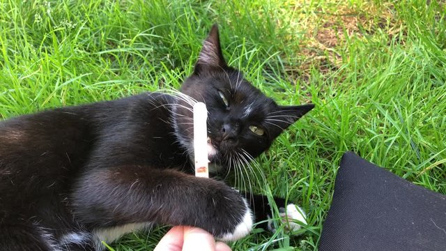 Cat licking an ice cream stick and holding it with a paw