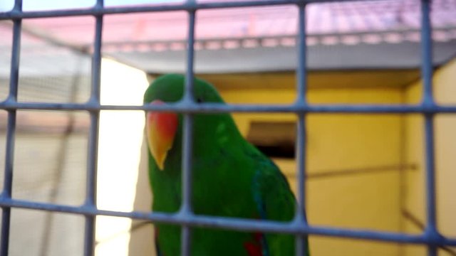 portrait of a funny green parrot that sits in a cage.