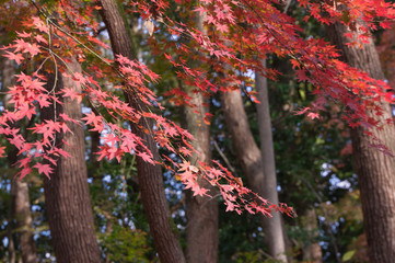 Shimogamo Shrine's autumn leaves, Shimogamo, Sakyo Ward, Kyoto City, Kyoto Prefecture.